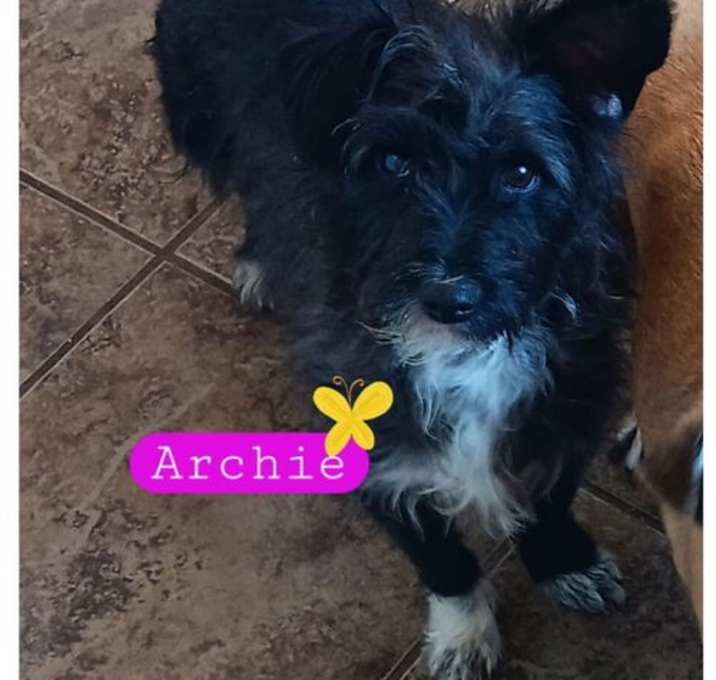 Photo of Archie