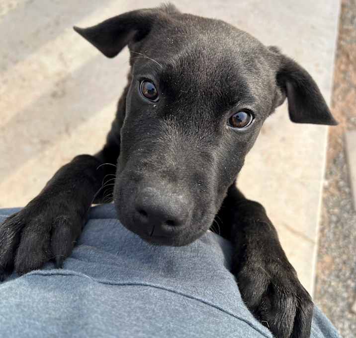 Photo of Sirius