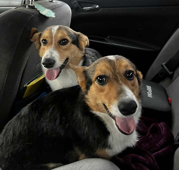 Photo of Nitro and nibbles