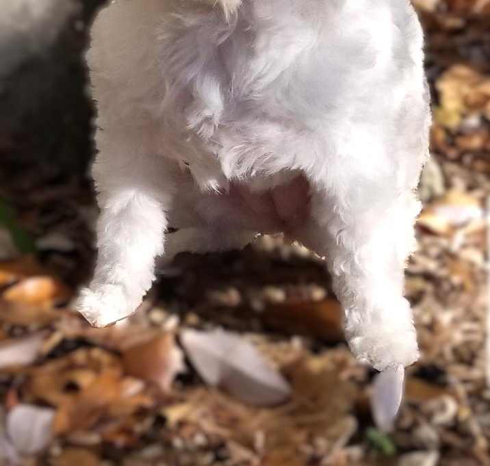Photo of Gracie-ADOPTION PENDING