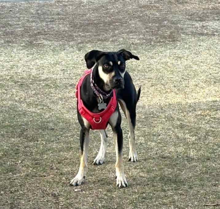 Photo of SASHA #6