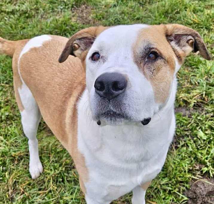 Photo of Goose