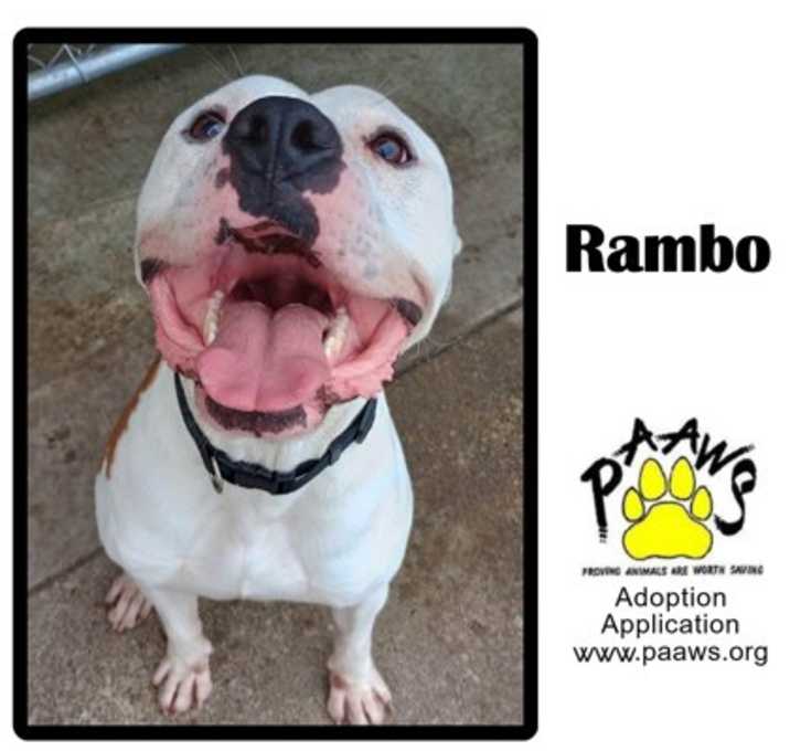 Photo of Rambo