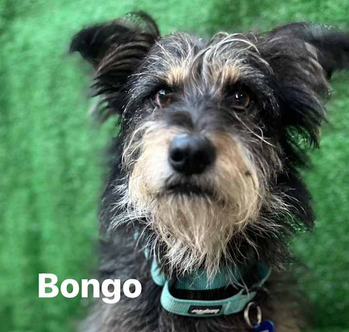 Photo of Bongo