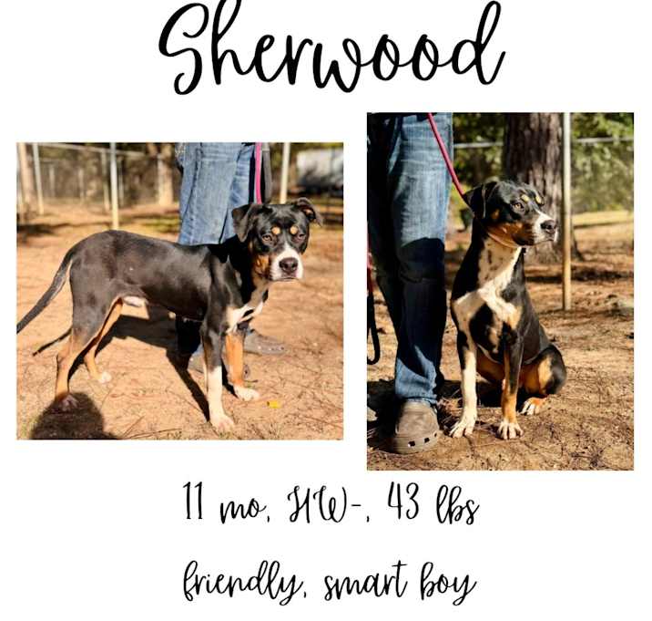 Photo of Sherwood