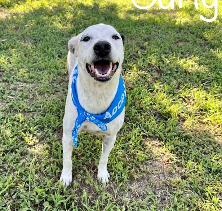 Photo of Curly