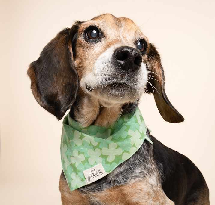 Photo of Alfred