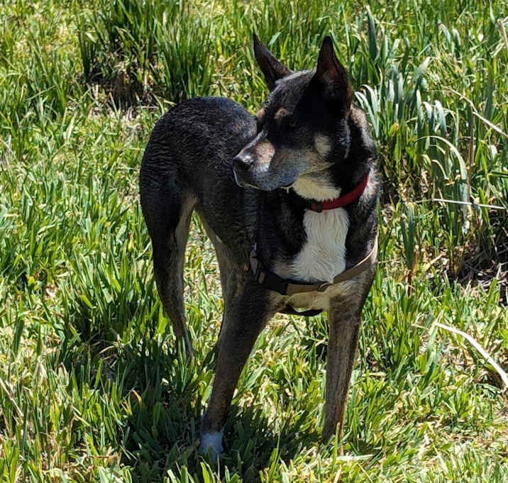Photo of Thor