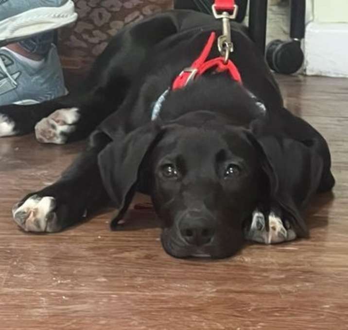 Photo of Holly