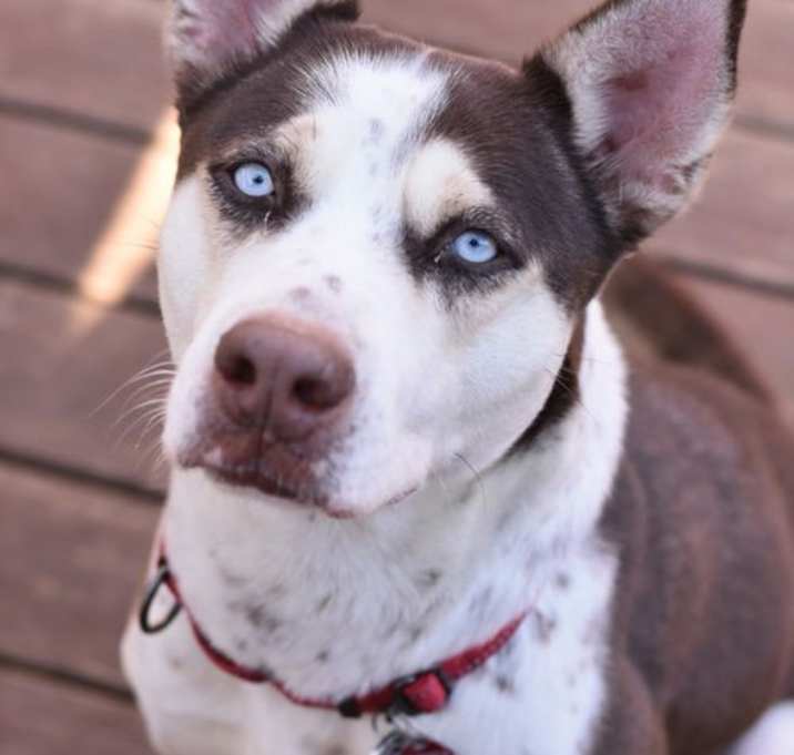 Photo of Princess (Foster in MN)