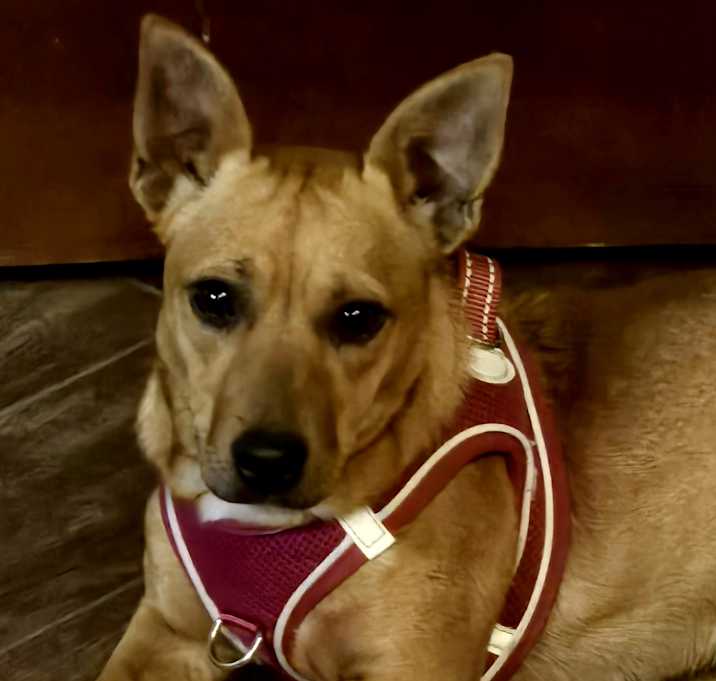 Photo of Amber