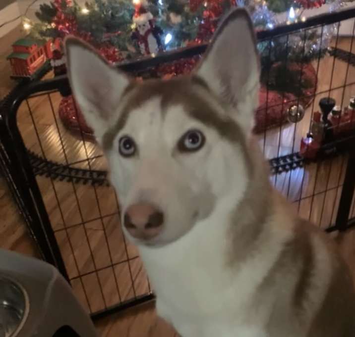 Photo of Elsa