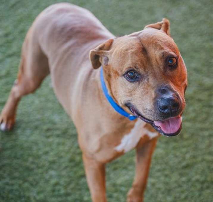 Photo of BISCOCHO