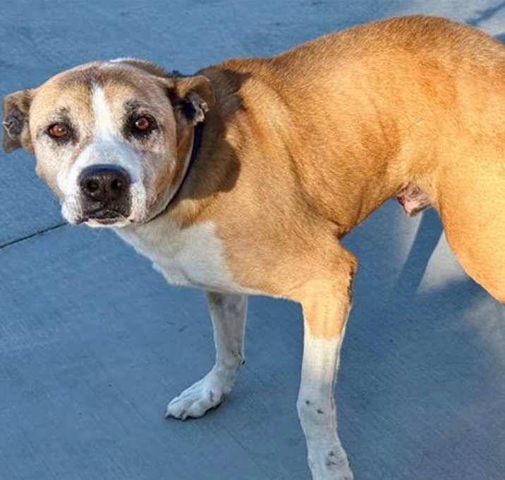 Photo of Brownie