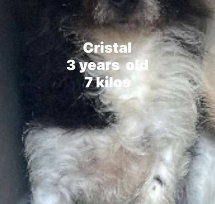 Photo of Crystal