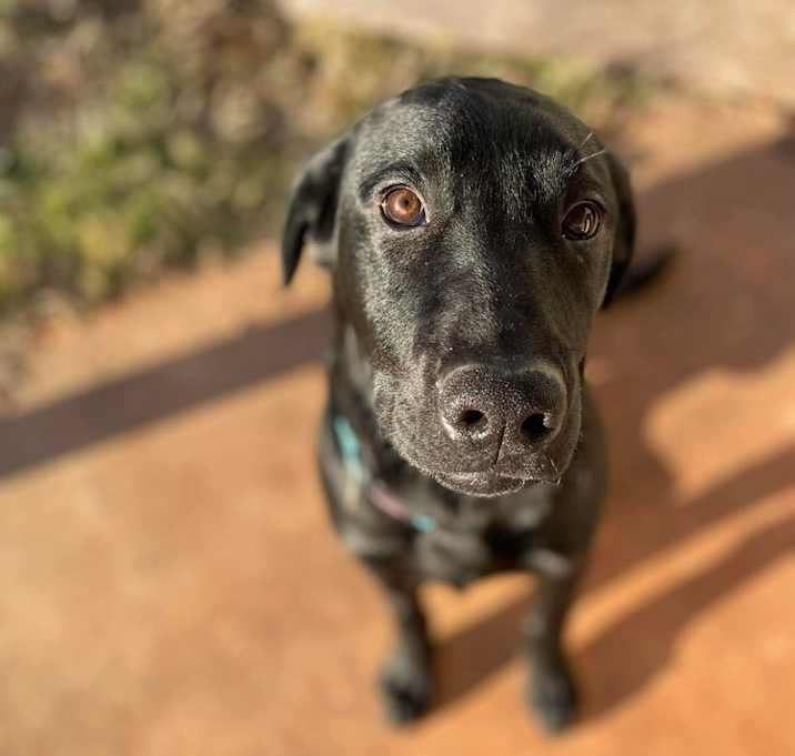 Photo of Bruno