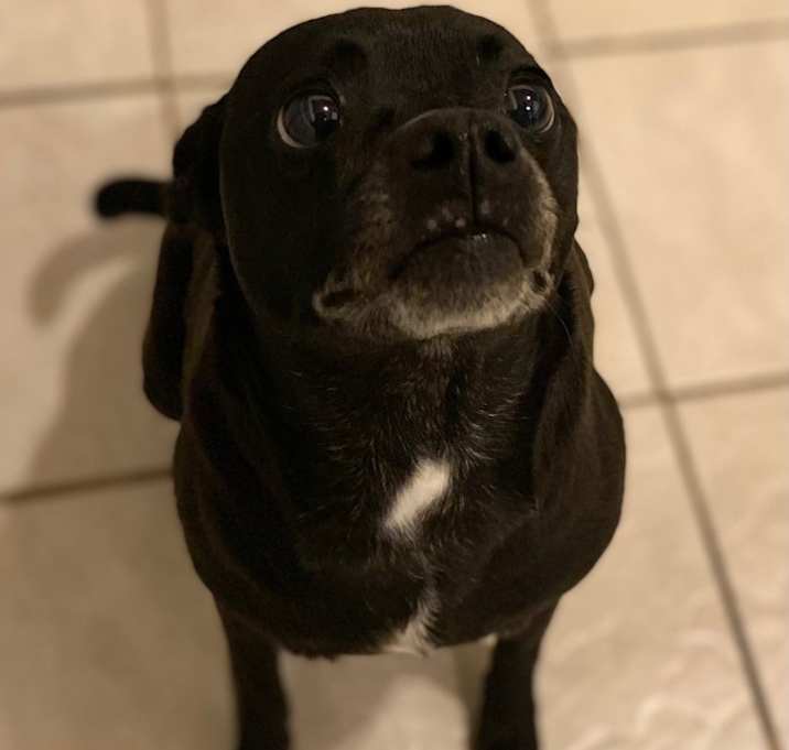 Photo of Luna