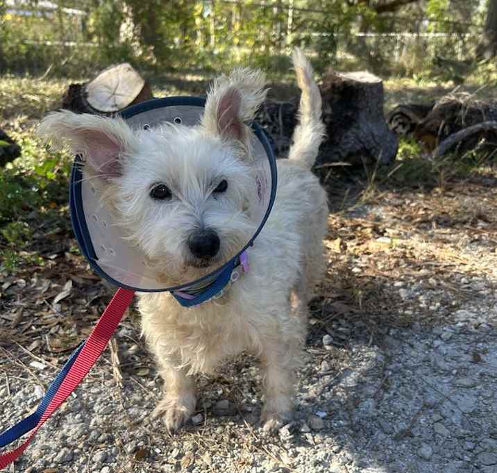 Photo of Molly Schnauzer