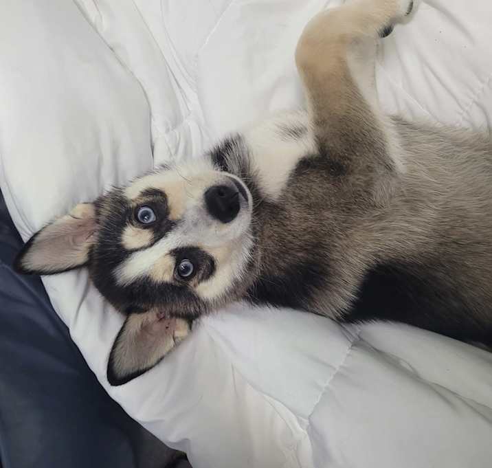 Photo of Tucker