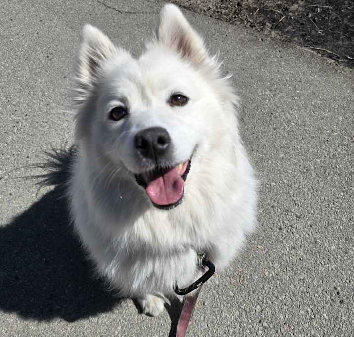 Photo of Bella