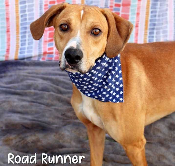 Photo of Road Runner