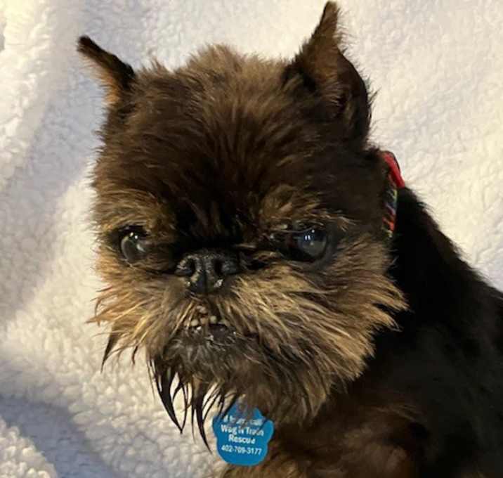 Photo of Penny