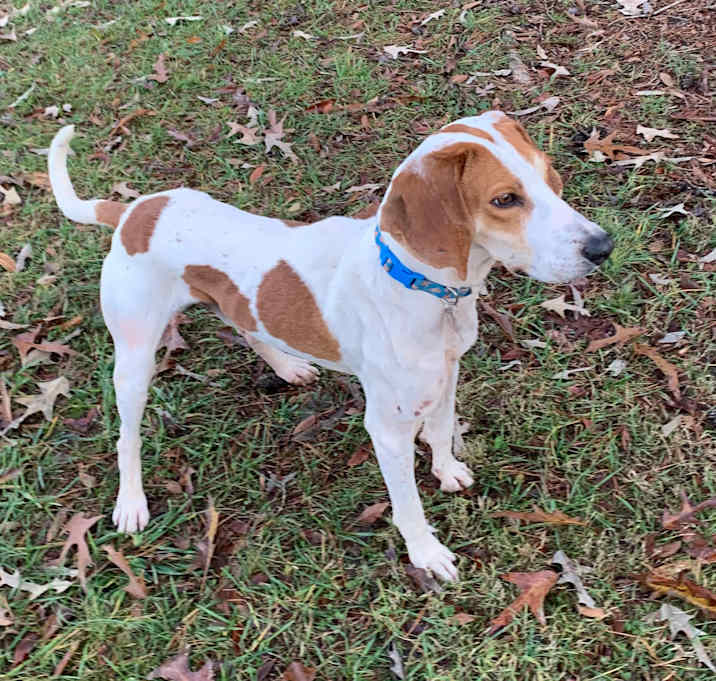 Photo of Roscoe