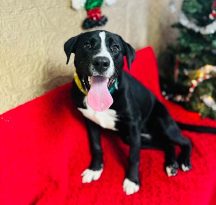 Photo of Buster