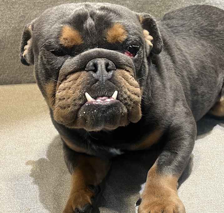 Photo of Otis