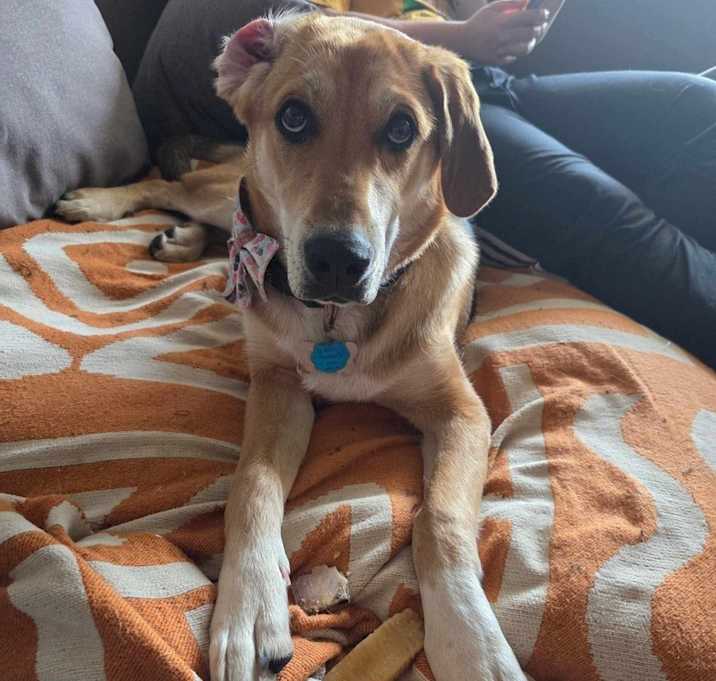 Photo of Peanut