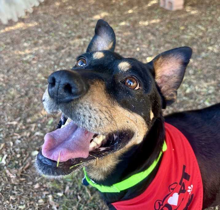 Photo of Trixie 2