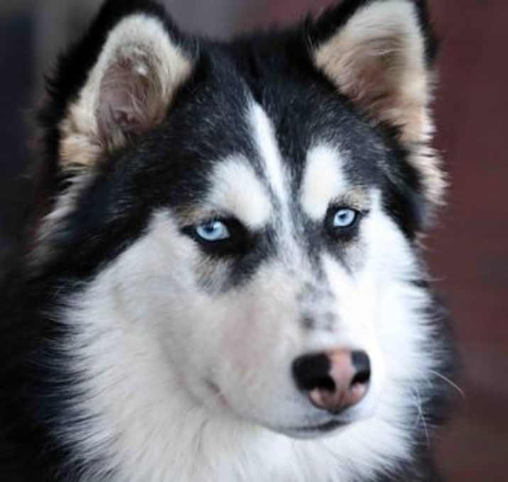 Photo of Sparky