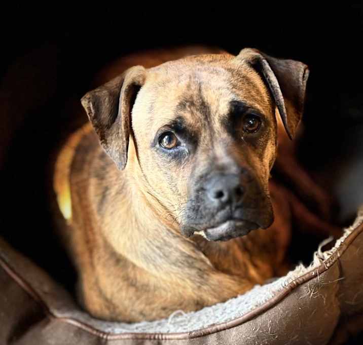 Photo of Dexter