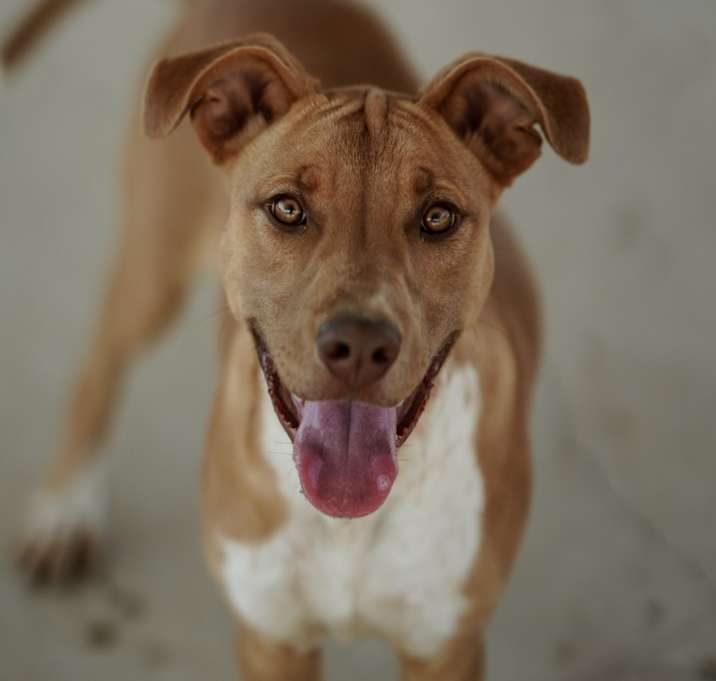 Photo of Lolita
