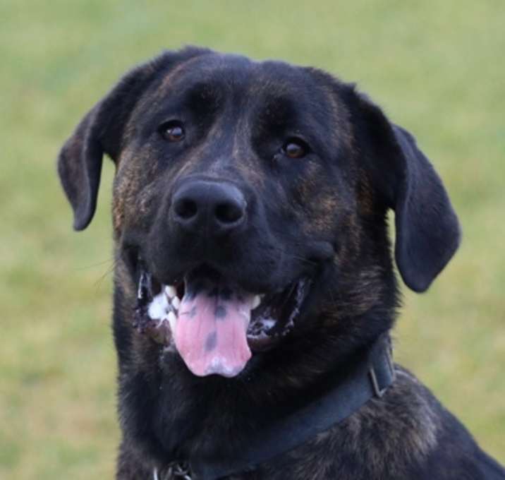 Photo of Dodge