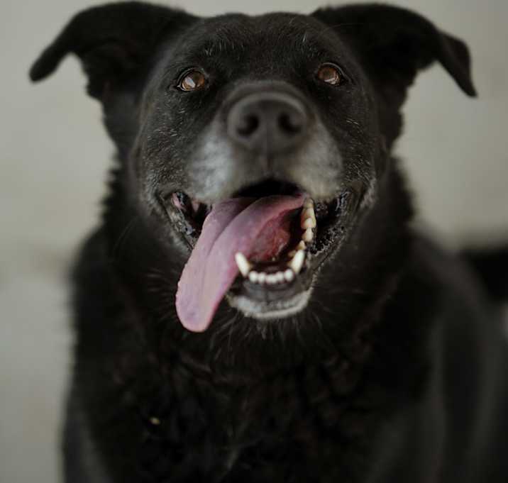 Photo of Sharky