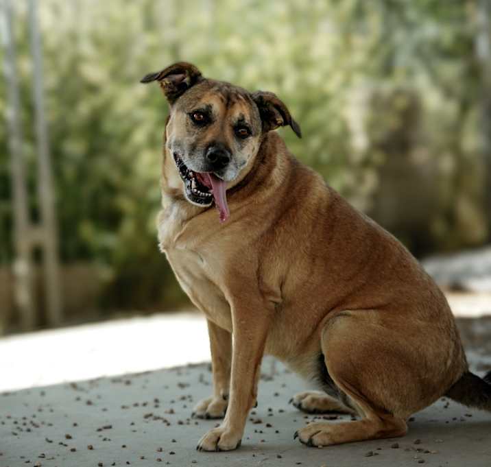 Photo of Dakota