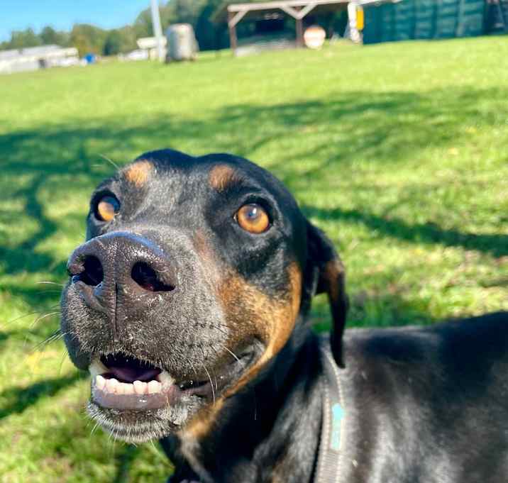 Photo of Levi