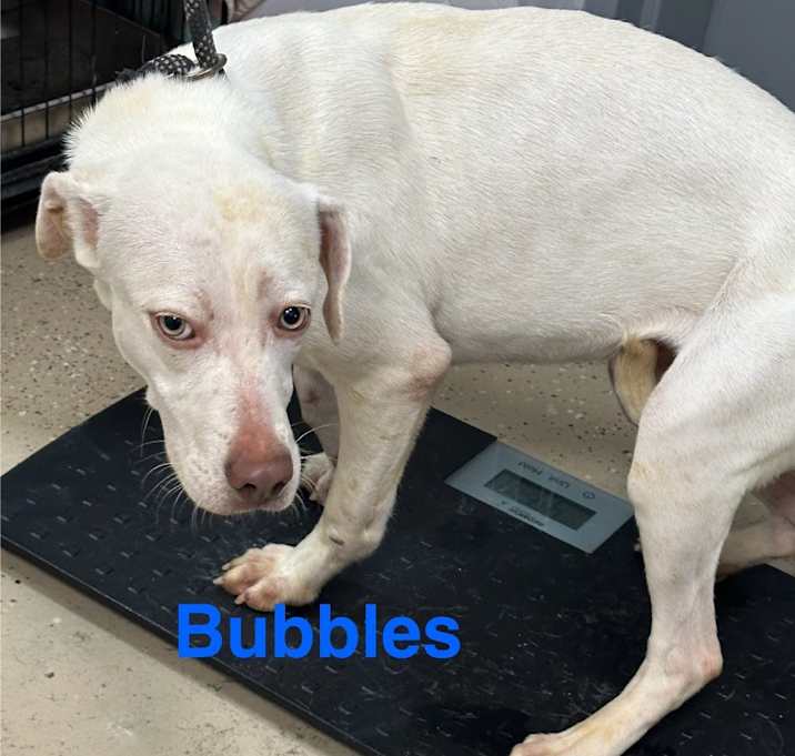Photo of Bubbles