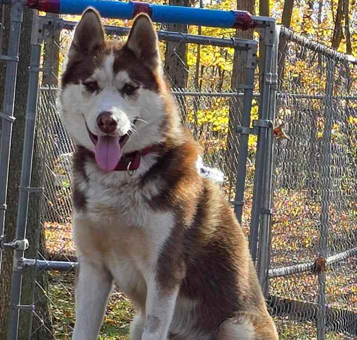 Photo of Gypsy