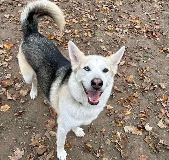 Photo of Ziggy