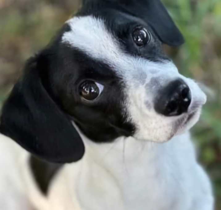 Photo of Tully