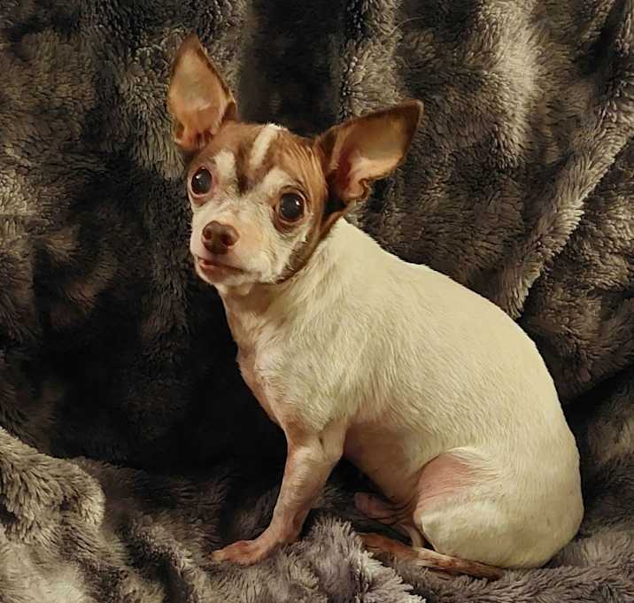 Photo of Peanut