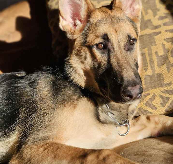 Photo of Milo