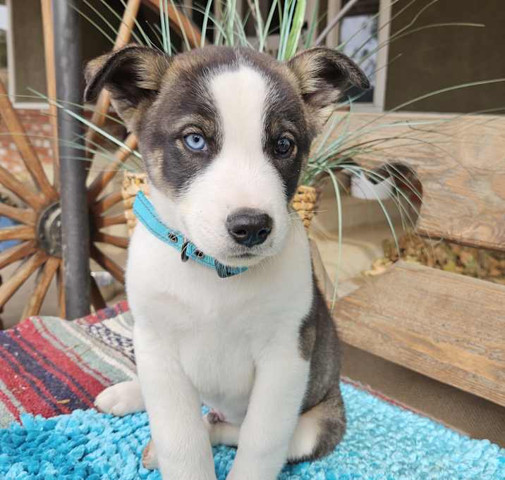 Photo of Chrome