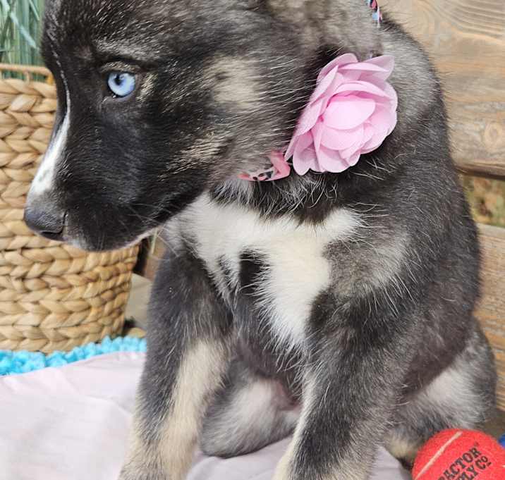 Photo of Kona