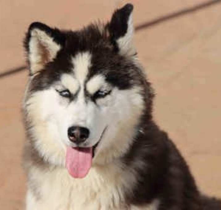 Photo of Patches