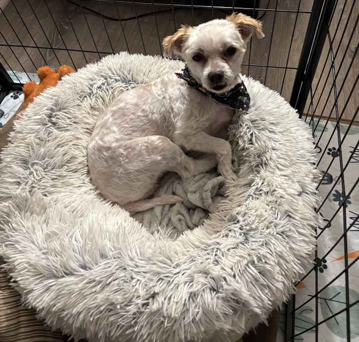 Photo of Max
