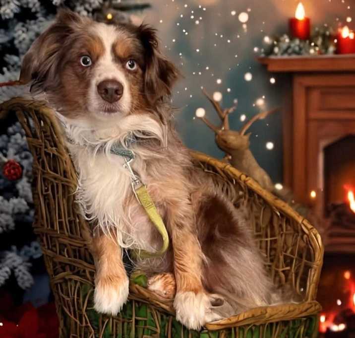 Photo of Jaxie Boy