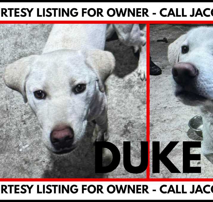 Photo of Duke-COURTESY LISTING